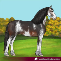 Horse Color:Brown Sabino