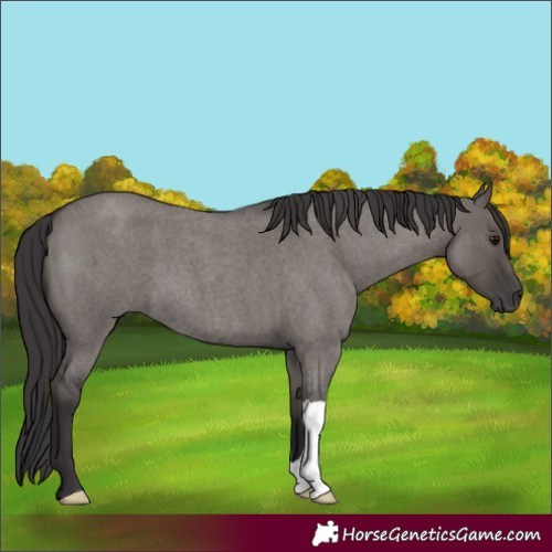 Horse Color:Smoky Grullo Roan