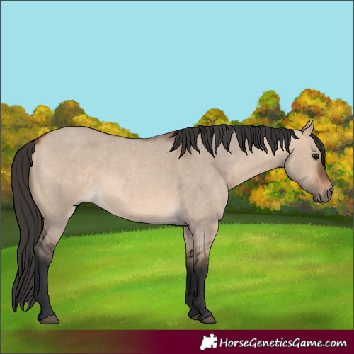Horse Color:Bay Roan Dun 