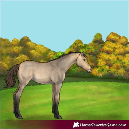 Horse Color:Unknown 