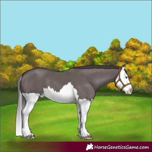 Horse Color:Smoky Grullo Splash 