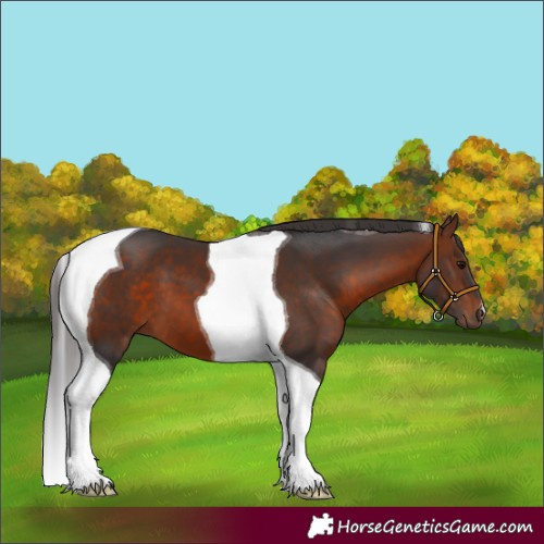 Horse Color:Bay Tobiano 