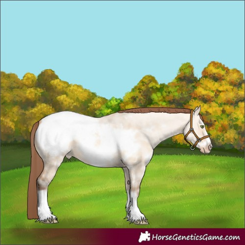 Horse Color:Amber Champagne Dun Sabino Frame Appaloosa 