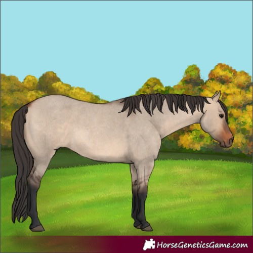 Horse Color:Bay Roan Dun
