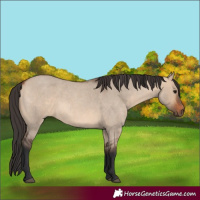 Horse Color:Bay Roan Dun 