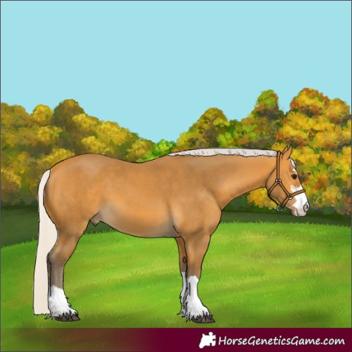 Horse Color:Silver Buckskin 
