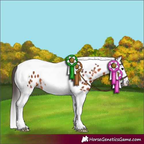 Horse Color:Bay Splash Tobiano Appaloosa 