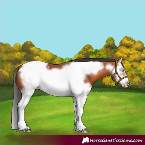 Horse Color:Bay Splash Frame Appaloosa 