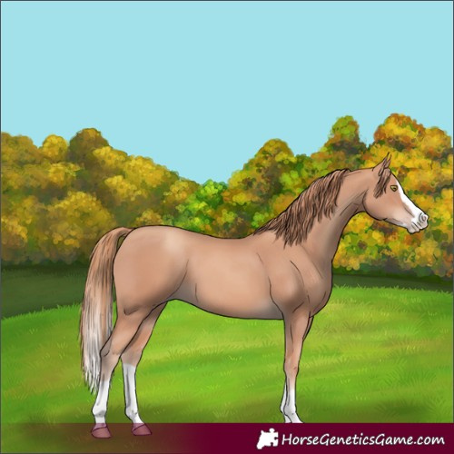 Horse Color:Gold Champagne Splash
