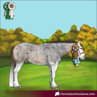 Horse Color:Buckskin Roan Splash 