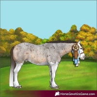 Horse Color:Buckskin Roan Splash 