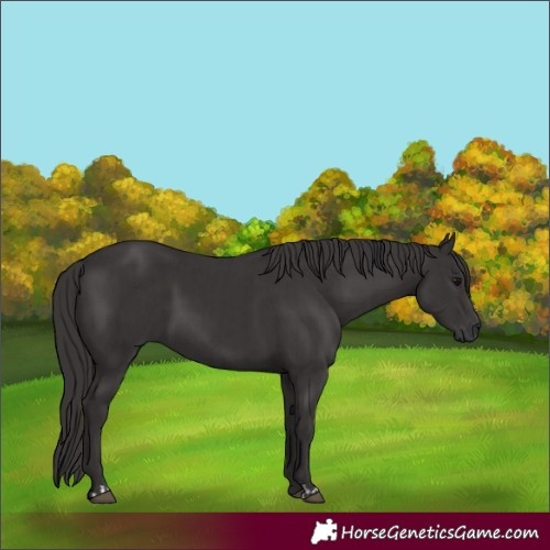 Horse Color:Smoky Black  and Smoky Black Rabicano 