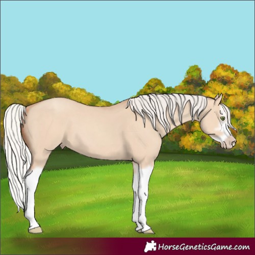 Horse Color:Silver Classic Champagne Dun Splash Frame 