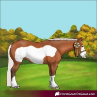 Horse Color:Silver Bay Frame