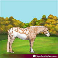 Horse Color:Chestnut Frame Appaloosa 