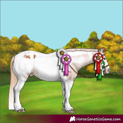 Horse Color:Chestnut Tobiano Frame Appaloosa 