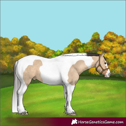 Horse Color:Bay Dun Tobiano 