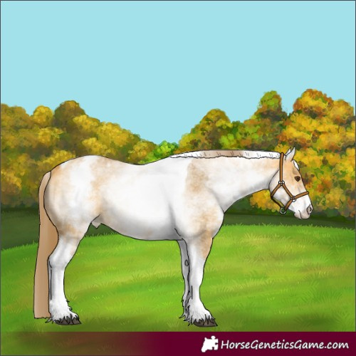 Horse Color:White Spotted Buckskin Dun Tobiano Appaloosa 