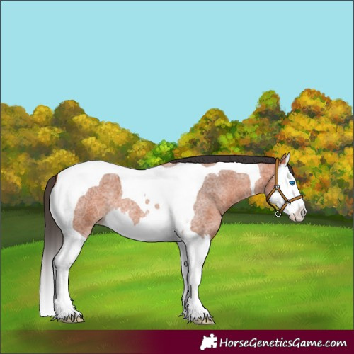 Horse Color:Bay Roan Splash Tobiano 