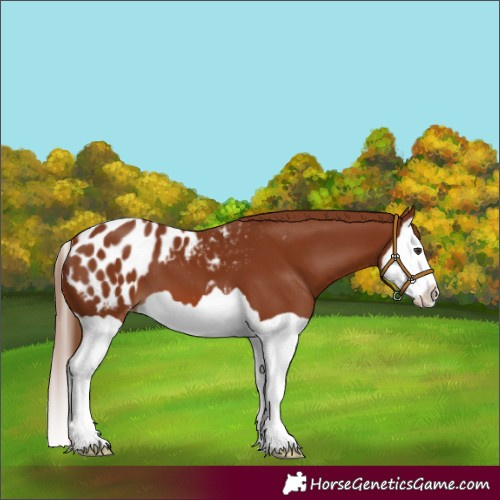 Horse Color:Chestnut Splash Appaloosa 