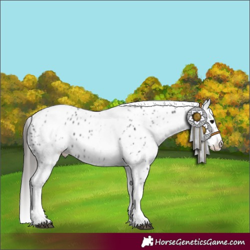 Horse Color:White Spotted Black Appaloosa 