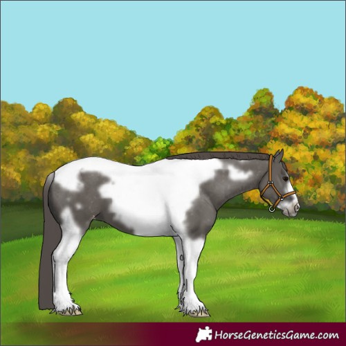 Horse Color:Grullo Tobiano Frame Appaloosa 