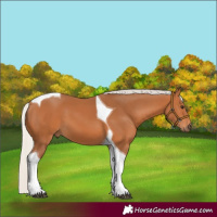 Horse Color:Silver Bay Tobiano