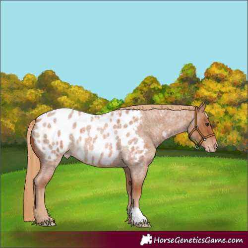 Horse Color:Red Roan Appaloosa 