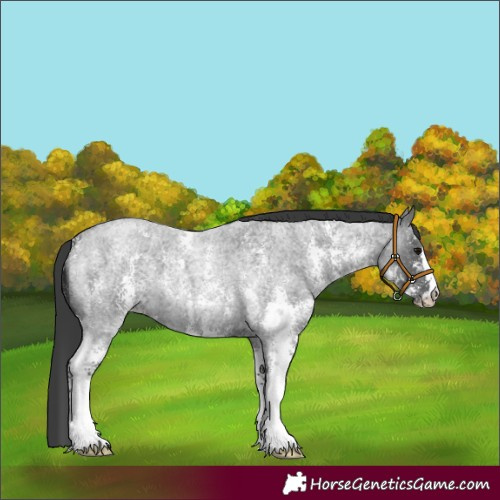 Horse Color:Blue Roan Sabino 