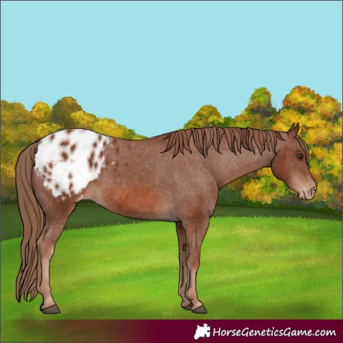 Horse Color:Chestnut Appaloosa 