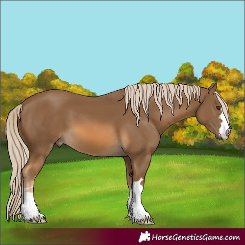 Horse Color:Chocolate Palomino 