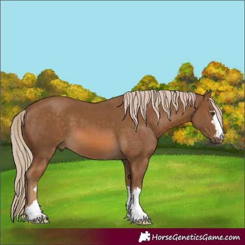 Horse Color:Unknown 