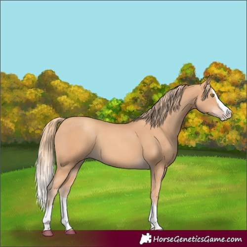 Horse Color:Gold Champagne Splash 