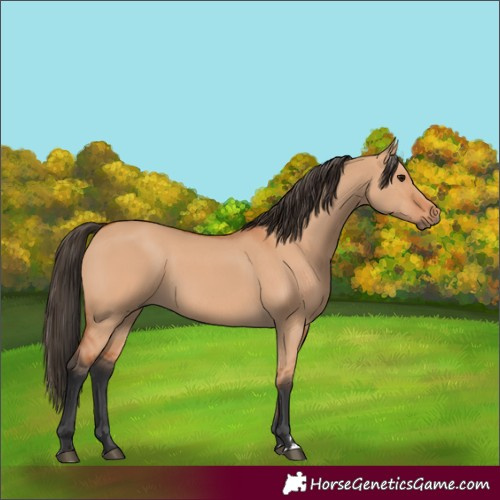 Horse Color:Bay Dun 