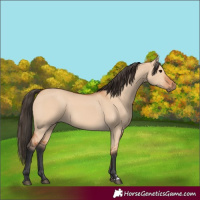 Horse Color:Bay Dun