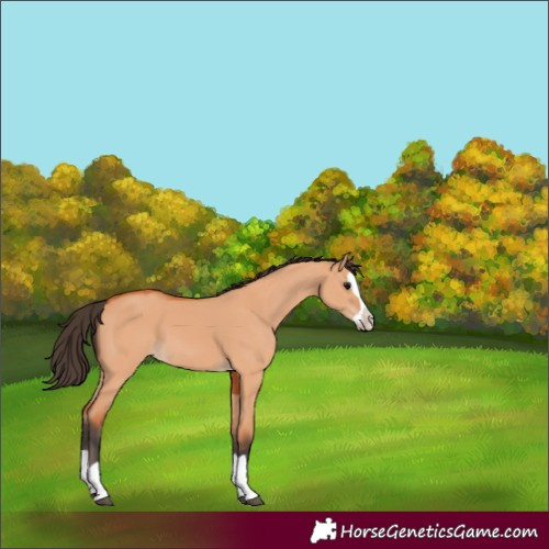 Horse Color:Bay Dun Splash 