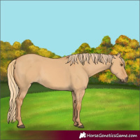 Horse Color:Red Dun 