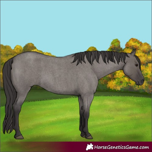 Horse Color:Smoky Grullo Roan 