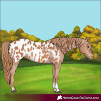 Horse Color:Chestnut Tobiano Near Leopard