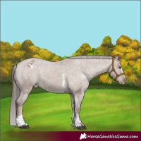 Horse Color:Liver Red Dun Sabino Appaloosa