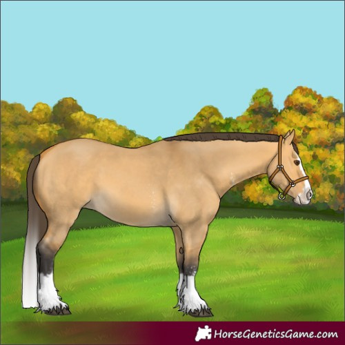 Horse Color:Buckskin Dun Sabino Splash 