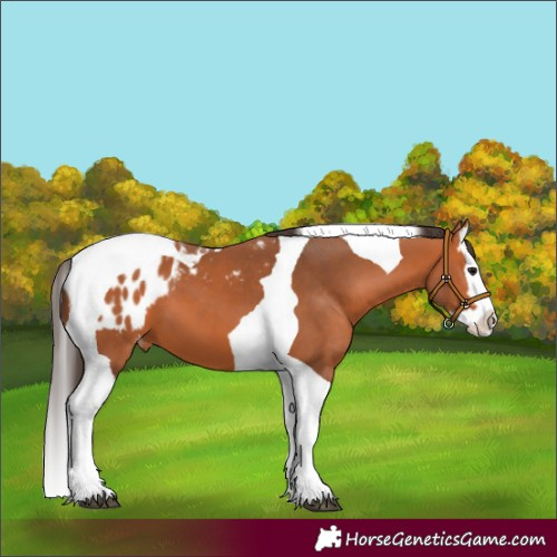 Horse Color:Bay Splash Tobiano Blanket 