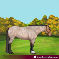 Horse Color:Bay Roan 