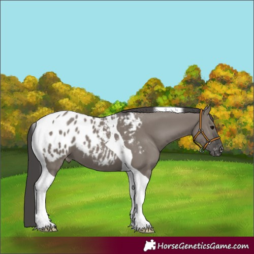 Horse Color:Grullo Tobiano Appaloosa 