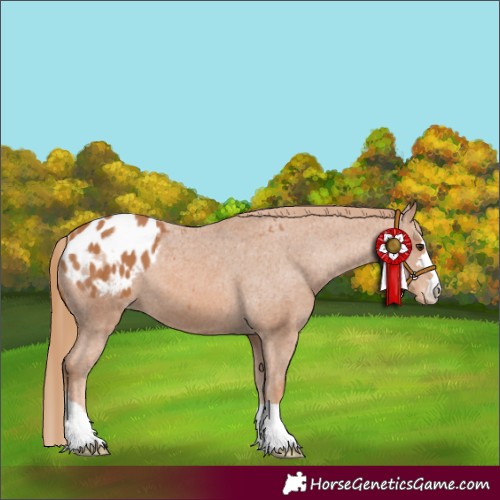 Horse Color:Chestnut Appaloosa 