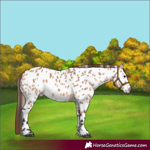 Horse Color:Bay Dun Appaloosa 