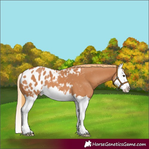 Horse Color:Chestnut Splash Appaloosa 