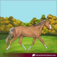 Horse Color:Chestnut Rabicano 