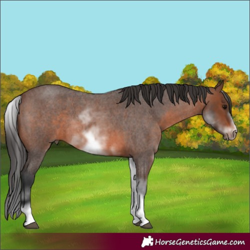 Horse Color:White Spotted Brown Roan Frame
