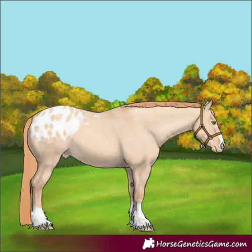 Horse Color:Gold Champagne Dun Appaloosa 
